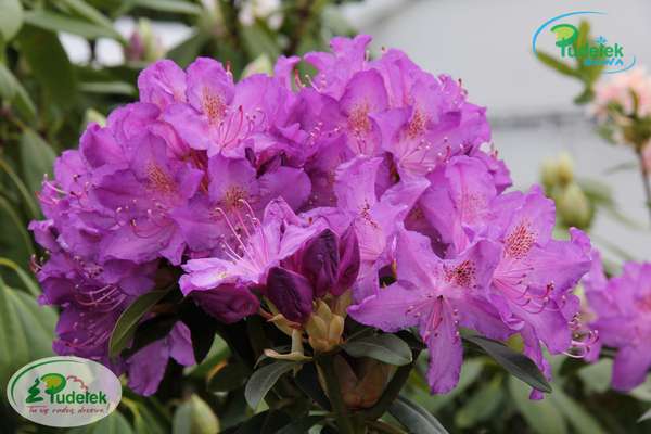 Rhododendron Purpureum Grandiflorum